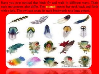 Have you ever noticed that birds fly and walk in different ways. Their
neck movements also differ. The mynah moves her neck back and forth
with a jerk. The owl can rotate its neck backwards to a large extent.
 