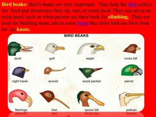 Bird beaks: Bird’s beaks are very important. They help the bird collect
the food and sometimes they rip, tear, or crush food. They can act as an
extra hand, such as when parrots use their beak for climbing. They are
used for building nests, and in some birds like tailor bird use their beak
for tie knots.
 