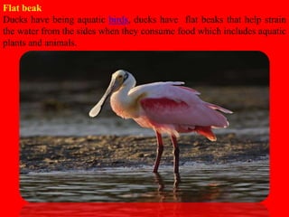 Flat beak
Ducks have being aquatic birds, ducks have flat beaks that help strain
the water from the sides when they consume food which includes aquatic
plants and animals.
 