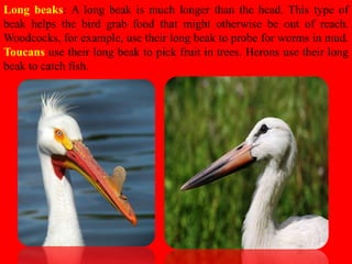 Long beaks: A long beak is much longer than the head. This type of
beak helps the bird grab food that might otherwise be out of reach.
Woodcocks, for example, use their long beak to probe for worms in mud.
Toucans use their long beak to pick fruit in trees. Herons use their long
beak to catch fish.
 