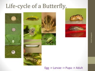 Life-cycle of a Butterfly.
AshokSengupta
Egg -> Larvae -> Pupa -> Adult
 