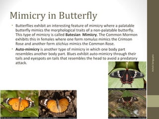 Mimicry in Butterfly
• Butterflies exhibit an interesting feature of mimicry where a palatable
butterfly mimics the morphological traits of a non-palatable butterfly.
This type of mimicry is called Batesian Mimicry. The Common Mormon
exhibits this in females where one form romulus mimics the Crimson
Rose and another form stichius mimics the Common Rose.
• Auto-mimicry is another type of mimicry in which one body part
resembles another body part. Blues exhibit auto-mimicry through their
tails and eyespots on tails that resembles the head to avoid a predatory
attack.
AshokSengupta
 