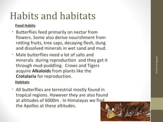Habits and habitats
• Butterflies feed primarily on nectar from
flowers. Some also derive nourishment from
rotting fruits, tree saps, decaying flesh, dung
and dissolved minerals in wet sand and mud.
• Male butterflies need a lot of salts and
minerals during reproduction and they get it
through mud-puddling. Crows and Tigers
acquire Alkaloids from plants like the
Crotalaria for reproduction.
• All butterflies are terrestrial mostly found in
tropical regions. However they are also found
at altitudes of 6000m . In Himalayas we find
the Apollos at these altitudes.
AshokSengupta
Food Habits
Habitats
 