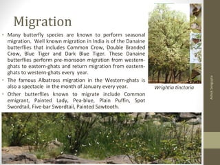 Migration
AshokSengupta
• Many butterfly species are known to perform seasonal
migration. Well known migration in India is of the Danaine
butterflies that includes Common Crow, Double Branded
Crow, Blue Tiger and Dark Blue Tiger. These Danaine
butterflies perform pre-monsoon migration from western-
ghats to eastern-ghats and return migration from eastern-
ghats to western-ghats every year.
• The famous Albatross migration in the Western-ghats is
also a spectacle in the month of January every year.
• Other butterflies known to migrate include Common
emigrant, Painted Lady, Pea-blue, Plain Puffin, Spot
Swordtail, Five-bar Swordtail, Painted Sawtooth.
Wrightia tinctoria
 
