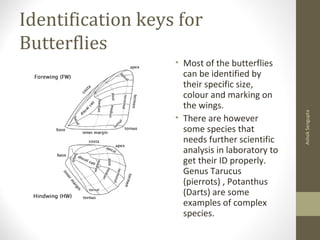 Identification keys for
Butterflies
• Most of the butterflies
can be identified by
their specific size,
colour and marking on
the wings.
• There are however
some species that
needs further scientific
analysis in laboratory to
get their ID properly.
Genus Tarucus
(pierrots) , Potanthus
(Darts) are some
examples of complex
species.
AshokSengupta
 