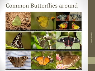 Common Butterflies around
us
AshokSengupta
 