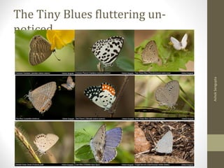 The Tiny Blues fluttering un-
noticed
AshokSengupta
 