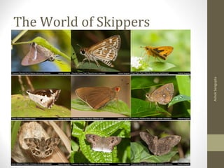 The World of Skippers
AshokSengupta
 