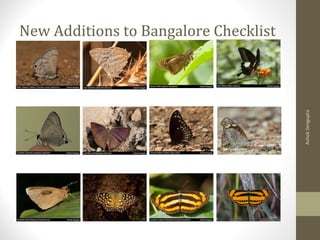 New Additions to Bangalore Checklist
AshokSengupta
 