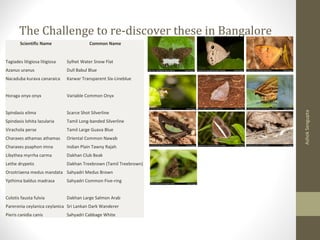 The Challenge to re-discover these in Bangalore
Scientific Name Common Name
Tagiades litigiosa litigiosa Sylhet Water Snow Flat
Azanus uranus Dull Babul Blue
Nacaduba kurava canaraica Karwar Transparent Six-Lineblue
Horaga onyx onyx Variable Common Onyx
Spindasis elima Scarce Shot Silverline
Spindasis lohita lazularia Tamil Long-banded Silverline
Virachola perse Tamil Large Guava Blue
Charaxes athamas athamas Oriental Common Nawab
Charaxes psaphon imna Indian Plain Tawny Rajah
Libythea myrrha carma Dakhan Club Beak
Lethe drypetis Dakhan Treebrown (Tamil Treebrown)
Orsotriaena medus mandata Sahyadri Medus Brown
Ypthima baldus madrasa Sahyadri Common Five-ring
Colotis fausta fulvia Dakhan Large Salmon Arab
Pareronia ceylanica ceylanica Sri Lankan Dark Wanderer
Pieris canidia canis Sahyadri Cabbage White
AshokSengupta
 