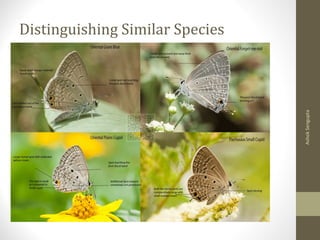 Distinguishing Similar Species
AshokSengupta
 