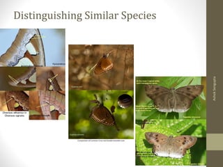 Distinguishing Similar Species
AshokSengupta
 