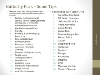 Butterfly Park – Some Tips
• Have an open area near your house and
plant some locally available nectar plants
initially.
1. Lantana (Lantana camera)
2. Jamaica vervain (Stachytarpheta
jamaicensis, S. mutabilis)
3. Clerodendrum viscosum
4. Combretum paniculatum
5. Ixora Sp.
6. Butterfly Bush (Buddleja sp)
7. Premna sp
8. Soapnut (Sapindus)
9. Cadaba fruticosa
10. Plumbago zeylanica
11. Ageratum conyzoides
12. Zinnia sp
13. Marigold sp (Tagetes erecta)
14. Saraca asoca
15. Tridax procumbens
16. Urena lobata
17. Crotalaria retusa
18. Melastoma malabatricum
19. Careya arborea
20. Asclepias curassavica
AshokSengupta
• Follow it up with some LHPs
1. Polyalthia longifolia
2. Michelia champaca
3. Aristolochia indica
4. Aegle marmelos
5. Cassia fistula
6. Cassia tora
7. Calotropis gigantea
8. Potted Palms
9. Castor
10. Copperpod tree
11. Pongamia
12. Capparis
13. Mango
14. Kalanchoe
15. Zizyphus
16. Lime
17. Murraya koenigii
18. Nerium Oleander
 