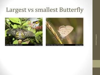 Largest vs smallest Butterfly
AshokSengupta
 