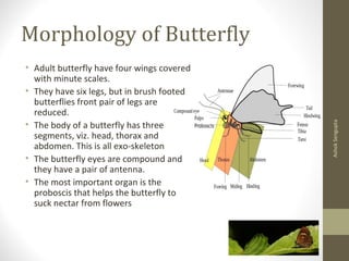 Morphology of Butterfly
• Adult butterfly have four wings covered
with minute scales.
• They have six legs, but in brush footed
butterflies front pair of legs are
reduced.
• The body of a butterfly has three
segments, viz. head, thorax and
abdomen. This is all exo-skeleton
• The butterfly eyes are compound and
they have a pair of antenna.
• The most important organ is the
proboscis that helps the butterfly to
suck nectar from flowers
AshokSengupta
 