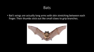 Bats
• Bat’s wings are actually long arms with skin stretching between each
finger. Their thumbs stick out like small claws to grip branches.
 