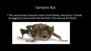 Vampire Bat
• The vampire bat’s favourite meal is fresh blood, even yours ! It feeds
by digging its sharp teeth into the flesh, then laps up the blood.
 