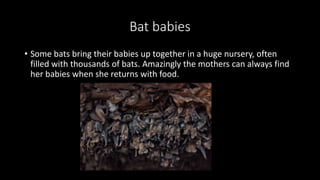 Bat babies
• Some bats bring their babies up together in a huge nursery, often
filled with thousands of bats. Amazingly the mothers can always find
her babies when she returns with food.
 