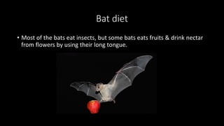 Bat diet
• Most of the bats eat insects, but some bats eats fruits & drink nectar
from flowers by using their long tongue.
 