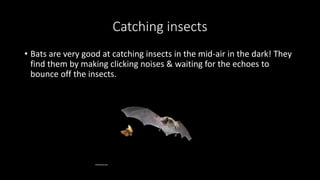 Catching insects
• Bats are very good at catching insects in the mid-air in the dark! They
find them by making clicking noises & waiting for the echoes to
bounce off the insects.
 