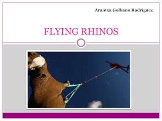 Arantxa Golbano Rodríguez




FLYING RHINOS
 