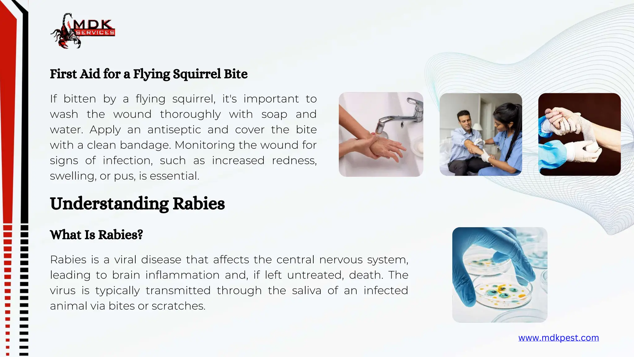 Flying Squirrels Bites and Rabies | PPTX | PPTX