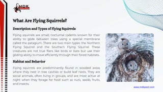Flying Squirrels Bites and Rabies | PPTX | PPT