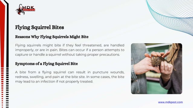 Flying Squirrels Bites and Rabies | PPTX | PPTX