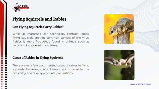 Flying Squirrels Bites and Rabies | PPTX | PPTX