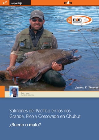 reportaje                   www.magazine-digital.net




             Texto y fotos:
             Humberto Kadomoto




Salmones del Pacífico en los ríos
Grande, Pico y Corcovado en Chubut
¿Bueno o malo?

20
 