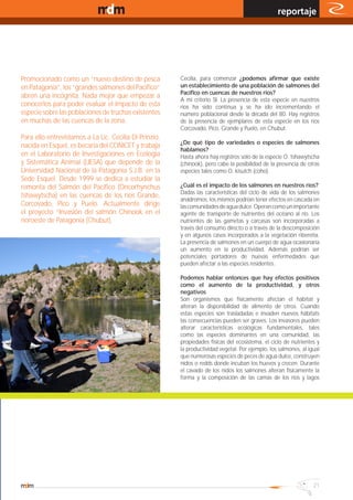 www.magazine-digital.net
                                                                                                  reportaje




Promocionado como un “nuevo destino de pesca            Cecilia, para comenzar ¿podemos afirmar que existe
en Patagonia”, los “grandes salmones del Pacífico”      un establecimiento de una población de salmones del
                                                        Pacífico en cuencas de nuestros ríos?
abren una incógnita. Nada mejor que empezar a
                                                        A mi criterio SI. La presencia de esta especie en nuestros
conocerlos para poder evaluar el impacto de esta        ríos ha sido continua y se ha ido incrementando el
especie sobre las poblaciones de truchas existentes     número poblacional desde la década del 80. Hay registros
en muchas de las cuencas de la zona.                    de la presencia de ejemplares de esta especie en los ríos
                                                        Corcovado, Pico, Grande y Puelo, en Chubut.
Para ello entrevistamos a La Lic. Cecilia Di Prinzio,
                                                        ¿De qué tipo de variedades o especies de salmones
nacida en Esquel, es becaria del CONICET y trabaja
                                                        hablamos?
en el Laboratorio de Investigaciones en Ecología        Hasta ahora hay registros solo de la especie O. tshawytscha
y Sistemática Animal (LIESA) que depende de la          (chinook), pero cabe la posibilidad de la presencia de otras
Universidad Nacional de la Patagonia S.J.B. en la       especies tales como O. kisutch (coho).
Sede Esquel. Desde 1999 se dedica a estudiar la
remonta del Salmón del Pacífico (Oncorhynchus           ¿Cuál es el impacto de los salmones en nuestros ríos?
                                                        Dadas las características del ciclo de vida de los salmones
tshawytscha) en las cuencas de los ríos Grande,
                                                        anádromos, los mismos podrían tener efectos en cascada en
Corcovado, Pico y Puelo. Actualmente dirige             las comunidades de agua dulce. Operan como un importante
el proyecto “Invasión del salmón Chinook en el          agente de transporte de nutrientes del océano al río. Los
noroeste de Patagonia (Chubut).                         nutrientes de las gametas y carcasas son incorporadas a
                                                        través del consumo directo o a través de la descomposición
                                                        y en algunos casos incorporados a la vegetación ribereña.
                                                        La presencia de salmones en un cuerpo de agua ocasionaría
                                                        un aumento en la productividad. Además podrían ser
                                                        potenciales portadores de nuevas enfermedades que
                                                        pueden afectar a las especies residentes.

                                                        Podemos hablar entonces que hay efectos positivos
                                                        como el aumento de la productividad, y otros
                                                        negativos
                                                        Son organismos que físicamente afectan el hábitat y
                                                        alteran la disponibilidad de alimento de otros. Cuando
                                                        estas especies son trasladadas e invaden nuevos hábitats
                                                        las consecuencias pueden ser graves. Los invasores pueden
                                                        alterar características ecológicas fundamentales, tales
                                                        como las especies dominantes en una comunidad, las
                                                        propiedades físicas del ecosistema, el ciclo de nutrientes y
                                                        la productividad vegetal. Por ejemplo, los salmones, al igual
                                                        que numerosas especies de peces de agua dulce, construyen
                                                        nidos o redds donde incuban los huevos y crecen. Durante
                                                        el cavado de los nidos los salmones alteran físicamente la
                                                        forma y la composición de las camas de los ríos y lagos




                                                                                                                  21
 