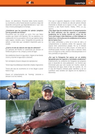 www.magazine-digital.net
                                                                                                         reportaje




desove, sin alimentarse. Presentan dieta marina durante       Creo que el siguiente diagrama es bien sintético y fácil
su crecimiento y dieta fluvial durante la primera etapa del   de entender sobre la historia de vida del salmón chinook
desarrollo como juvenil, que dependiendo de la “raza” será    mostrando la división de la especie en dos “razas”: tipo
más o menos prolongada en el tiempo.                          oceánico y tipo fluvial (Fuente: Healey, 1991): (ver pág.
                                                              siguiente)
¿Consideran que los juveniles de salmón compiten              ¿Hay algún tipo de similitud entre el comportamiento
con los juveniles de truchas?                                 de estos salmones con las especies o variedades
Presumimos que eso puede ser cierto. Pero aún faltan          anádromas de la trucha marrón en varios ríos de
estudios que avalen esta hipótesis. Por eso apelamos a la     Tierra del Fuego e Islas Malvinas y el Río Gallegos en
colaboración de los pescadores a fin de que aporten datos     Santa Cruz; o la trucha arco iris anádroma en la cuenca
sobre lugares, tamaños, peso, fotografías de juveniles de     del río Santa Cruz ?
salmón, y todo dato que consideren importante para su         Son todos salmónidos y como tal el ciclo de vida y el
estudio.                                                      comportamiento es bastante similar. Por supuesto cada
                                                              especie tiene características propias. Por ej. el chinook
¿Cual es el ciclo de vida de este tipo de salmones?           desova una sola vez en su vida y muere, en tanto que la
Los salmones del Pacífico se caracterizan por desovar en      steelhead puede retornar al agua dulce a desovar varias
fondos de grava en ríos, arroyos y costas de lagos.           veces a lo largo de su vida, entonces intercala períodos en el
                                                              mar y períodos en agua dulce.
Son anádromos (nacen en agua dulce, migran al mar donde
crecen y retornan al agua dulce a desovar)                    ¿Por qué la Patagonia Sur parece ser un ámbito
                                                              apropiado para las especies o variedades anádromas?
Son semélparos (mueren después de reproducirse).              Evidentemente los ambientes de Patagonia son propicios
                                                              para el desarrollo de estas poblaciones. Los factores que
Tienen baja fecundidad por desarrollar amplias migraciones    interactúan para que esto suceda son muchos, desde la
                                                              temperatura del agua, hasta el tipo de sustrato, etc. En
Tienen alta tasa de crecimiento en el mar (llegan a pesar     el caso del Proyecto Chinook poder identificar y tal vez
hasta 57 kg.)                                                 cuantificar estas variables son algunos de los objetivos a
                                                              determinar.
Poseen un comportamiento de “homing” (retornan a
desovar a sus ríos natales).




                                                                                                                         23
 