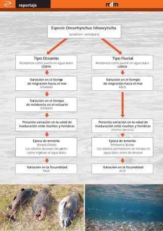 reportaje                                                              www.magazine-digital.net




                            Especie Oncorhynchus tshawytscha
                                         (anádrom; semélpara)




              Tipo Oceánic
                         o                                            Tipo Fluvial
     Residencia como juvenil en agua dulce                Residencia como juvenil en agua dulce
                    CORTA                                                LARGA



           Variación en el tiempo                                Variación en el tiempo
          de migración hacia el mar                             de migración hacia el mar
                   SEMANAS                                                AÑOS



           Variacion en el tiempo
         de residencia en el estuario
                   SEMANAS



      Presenta variación en la edad de                     Presenta variación en la edad de
     maduración entr machos y hembras
                    e                                     maduración entr machos y hembras
                                                                         e
                                                                     (machos pr
                                                                              ecoces)


              Epoca de remonta                                      Epoca de remonta
                 Verano-Otoño                                        Primavera-Verano
         Los adultos desovan tan pr
                                  onto                     Los adultos permanecen un tiempo en
          como ingresan al agua dulce                           agua dulce antes de desovar



          Variación en la fecundidad                            Variación en la fecundidad
                     BAJA                                                 ALTA




24
 