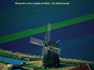 Windmill in the middle of fields, The Netherlands
 
