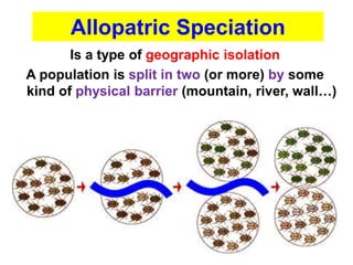 Is a type of geographic isolation
A population is split in two (or more) by some
kind of physical barrier (mountain, river, wall…)
Allopatric Speciation
 
