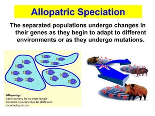 The separated populations undergo changes in
their genes as they begin to adapt to different
environments or as they undergo mutations.
Allopatric Speciation
 