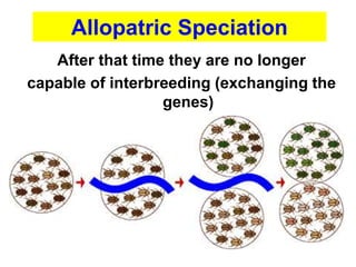 After that time they are no longer
capable of interbreeding (exchanging the
genes)
Allopatric Speciation
 