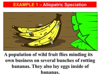 A population of wild fruit flies minding its
own business on several bunches of rotting
bananas. They also lay eggs inside of
bananas.
EXAMPLE 1 – Allopatric Speciation
 