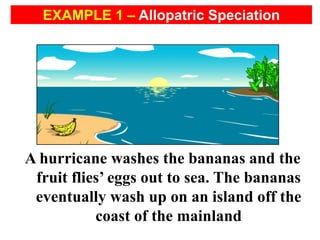 A hurricane washes the bananas and the
fruit flies’ eggs out to sea. The bananas
eventually wash up on an island off the
coast of the mainland
EXAMPLE 1 – Allopatric Speciation
 