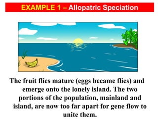The fruit flies mature (eggs became flies) and
emerge onto the lonely island. The two
portions of the population, mainland and
island, are now too far apart for gene flow to
unite them.
EXAMPLE 1 – Allopatric Speciation
 