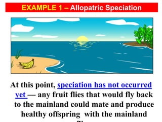 At this point, speciation has not occurred
yet — any fruit flies that would fly back
to the mainland could mate and produce
healthy offspring with the mainland
EXAMPLE 1 – Allopatric Speciation
 