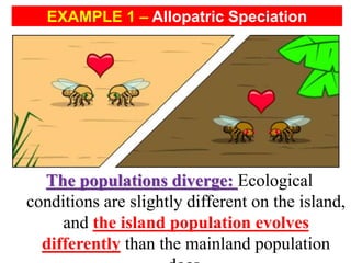 The populations diverge: Ecological
conditions are slightly different on the island,
and the island population evolves
differently than the mainland population
EXAMPLE 1 – Allopatric Speciation
 