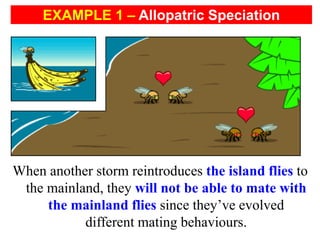 When another storm reintroduces the island flies to
the mainland, they will not be able to mate with
the mainland flies since they’ve evolved
different mating behaviours.
EXAMPLE 1 – Allopatric Speciation
 