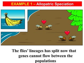 The flies’ lineages has split now that
genes cannot flow between the
populations
EXAMPLE 1 – Allopatric Speciation
 