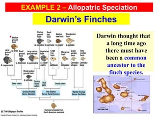 Darwin’s Finches
Darwin thought that
a long time ago
there must have
been a common
ancestor to the
finch species.
EXAMPLE 2 – Allopatric Speciation
 