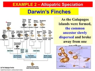 As the Galapagos
islands were formed,
the common
ancestor slowly
dispersed and broke
away from one
another.
Darwin’s Finches
EXAMPLE 2 – Allopatric Speciation
 