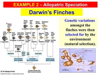 Genetic variations
amongst the
finches were then
selected for by the
environment
(natural selection).
Darwin’s Finches
EXAMPLE 2 – Allopatric Speciation
 