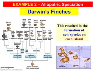 This resulted in the
formation of
new species on
each island
Darwin’s Finches
EXAMPLE 2 – Allopatric Speciation
 