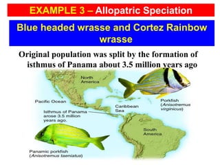 Original population was split by the formation of
isthmus of Panama about 3.5 million years ago
Blue headed wrasse and Cortez Rainbow
wrasse
EXAMPLE 3 – Allopatric Speciation
 