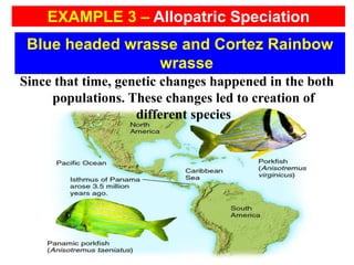 Since that time, genetic changes happened in the both
populations. These changes led to creation of
different species
Blue headed wrasse and Cortez Rainbow
wrasse
EXAMPLE 3 – Allopatric Speciation
 